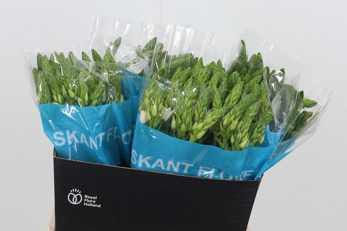 <h4>Ornithogalum T Mount Fuji</h4>