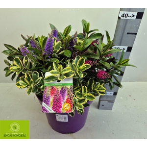 HEBE KARA LILAC KIWI
