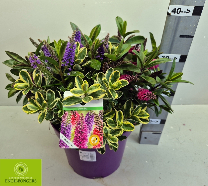 <h4>HEBE KARA LILAC KIWI</h4>