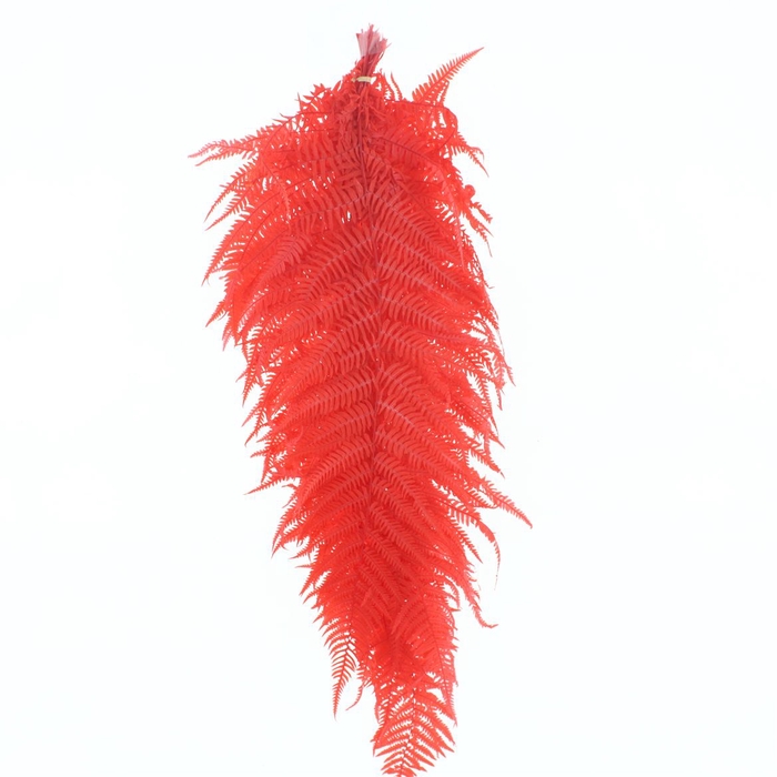 <h4>Pres Bleached Sword Fern Red P Bnc</h4>