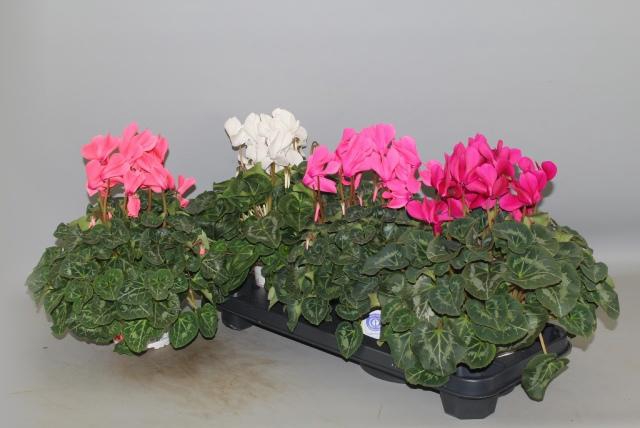 <h4>CYCL GR SUP XL</h4>