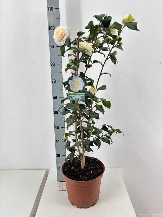 <h4>CAME JAPONICA</h4>