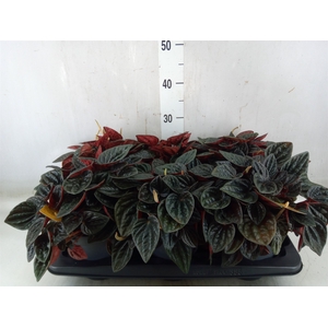 Peperomia caperata   ...