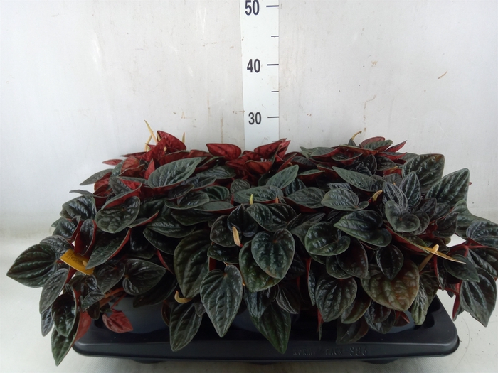 <h4>Peperomia caperata   ...</h4>