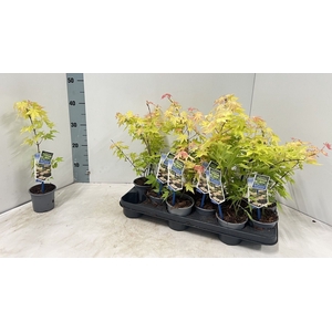 ACER PA ORANGE DREAM