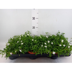 Lobelia erin. 'LagunTrail White'