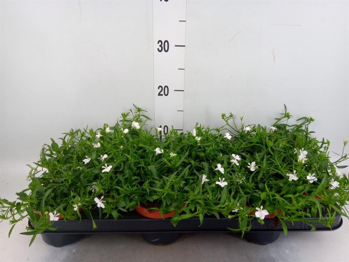<h4>Lobelia erin. 'LagunTrail White'</h4>