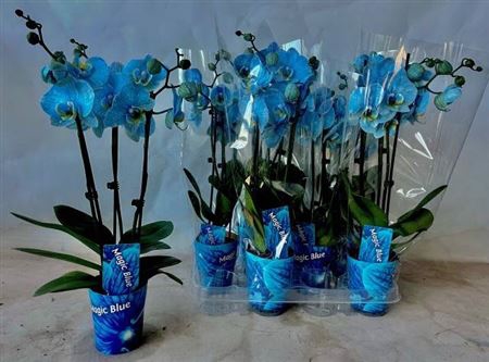 <h4>Phal Blue 3 Branches 16+</h4>
