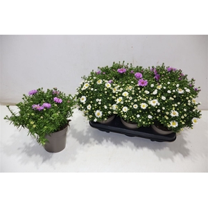 arr8 Aster D Mix In Tray