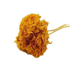 Bunch Hydrangea Pres.