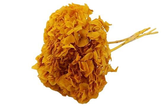 Bunch Hydrangea Pres.