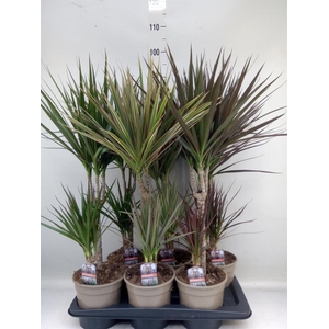 Dracaena   ...mix