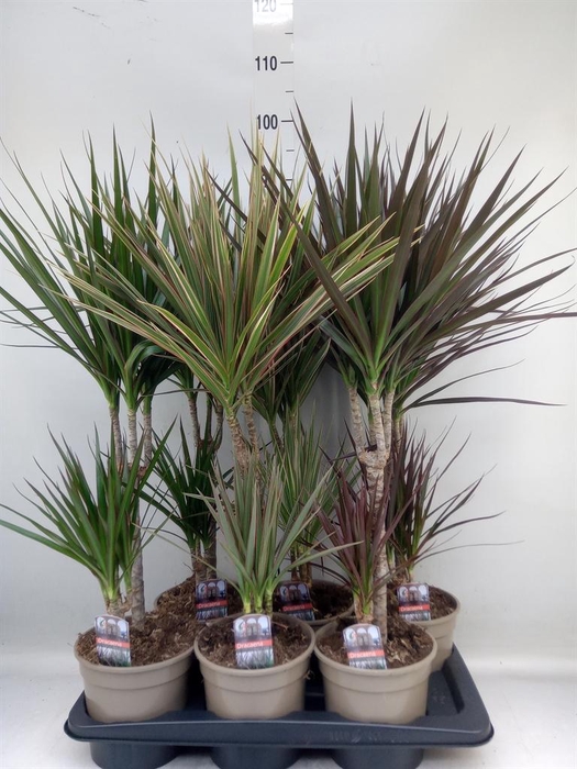 <h4>Dracaena   ...mix</h4>