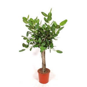 Ficus Benghalensis