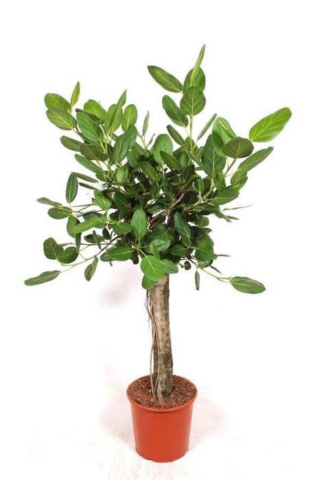 <h4>Ficus Benghalensis</h4>