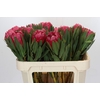 Protea Brenda