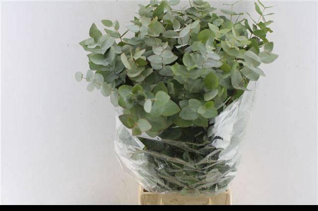 <h4>EUC CINEREA PER BOS</h4>