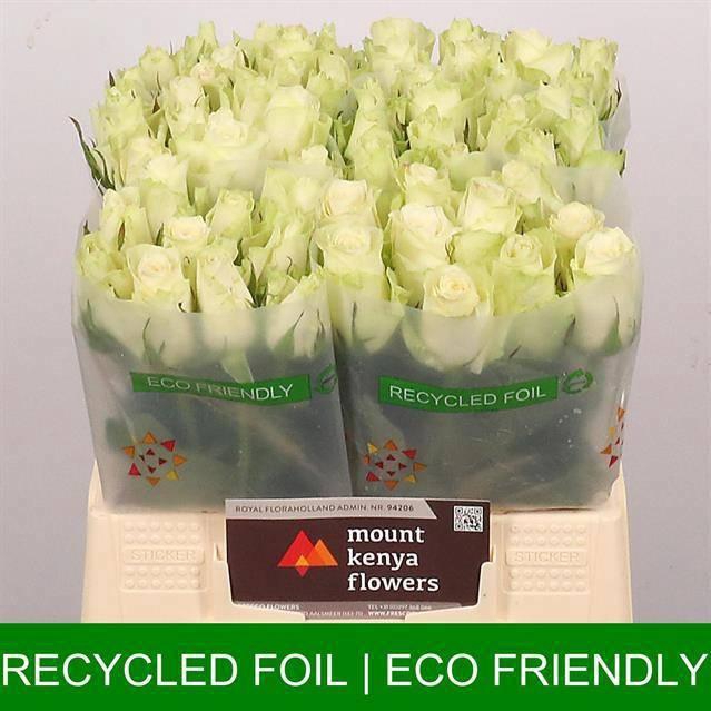 <h4>R GR ATHENA</h4>