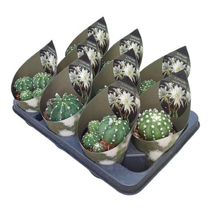 ECHINOPSIS OXYGONA