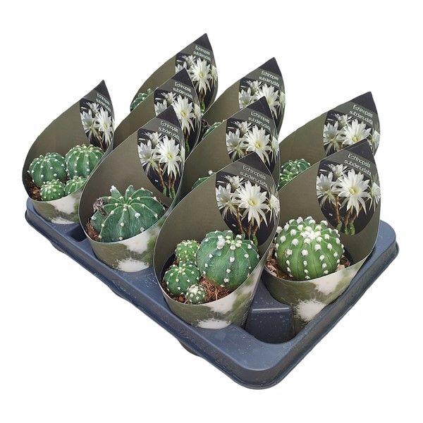 <h4>ECHINOPSIS OXYGONA</h4>