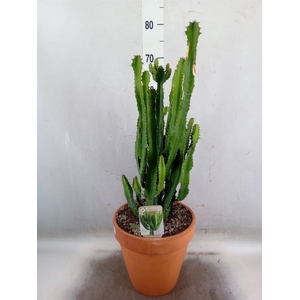 Euphorbia   ...
