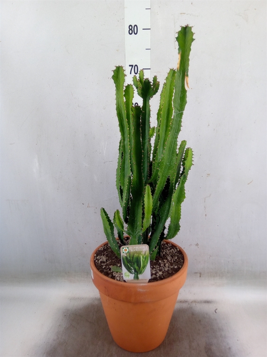 <h4>Euphorbia   ...</h4>