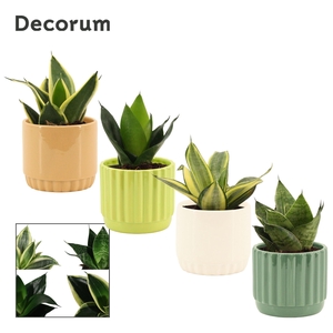 Sansevieria Hahnii 9 cm Mix in Liam (Natural bubble-collection)