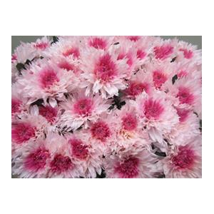 CHR G UNDERCOVER ROSE / ROSE