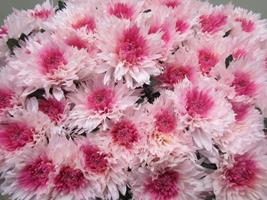 <h4>CHR G UNDERCOVER ROSE / ROSE</h4>