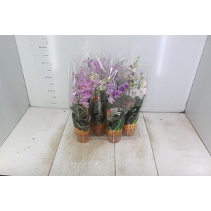 PHALAENOPSIS MINI P09 2 HT