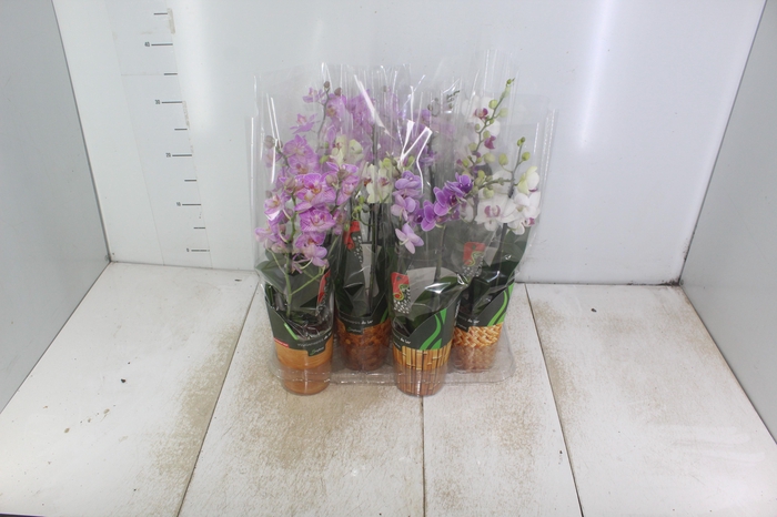 <h4>PHALAENOPSIS MINI P09 2 HT</h4>