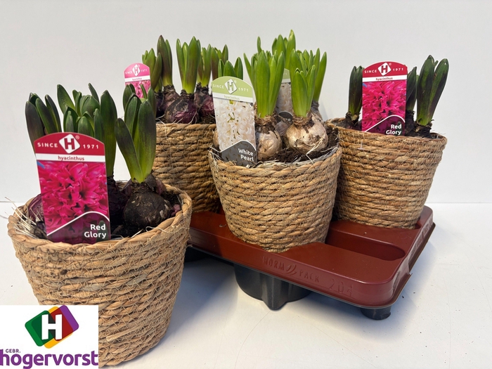 <h4>HYACIN ORIENTAL GEM</h4>