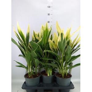 Cordyline fruti. 'Conga'