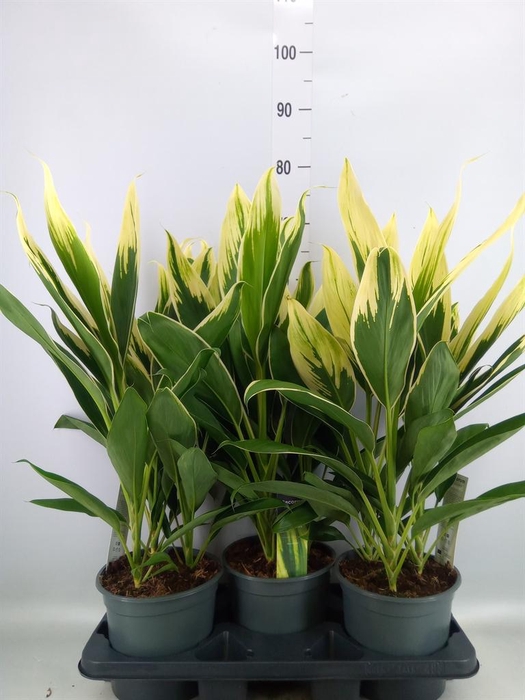 <h4>Cordyline fruti. 'Conga'</h4>