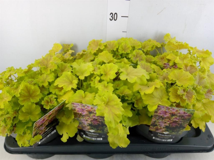 <h4>Heuchera ...</h4>
