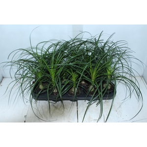 BEAUCARNEA P11