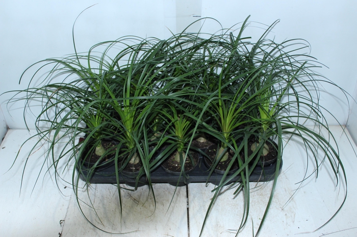 <h4>BEAUCARNEA P11</h4>