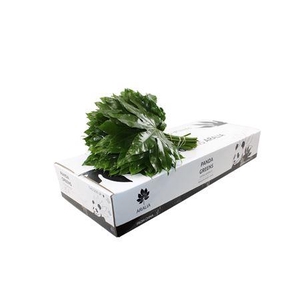 Aralia Medium Panda Greens