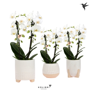 Kolibri Orchids Niagara fall white 2 spike in Desert pot white