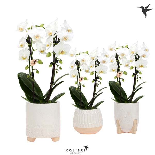 <h4>Kolibri Orchids Niagara fall white 2 spike in Desert pot white</h4>