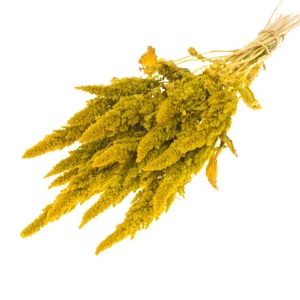 Amaranthus yellow