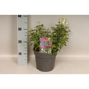 Perkplanten 19 cm  Salvia greggi White