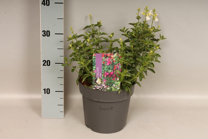 <h4>Perkplanten 19 cm  Salvia greggi White</h4>