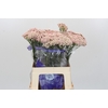 Ozothamnus Cooks Pink