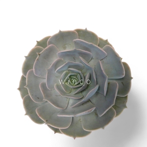 Echeveria Pollux Cutflower