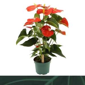 Anthurium Florida 17cm