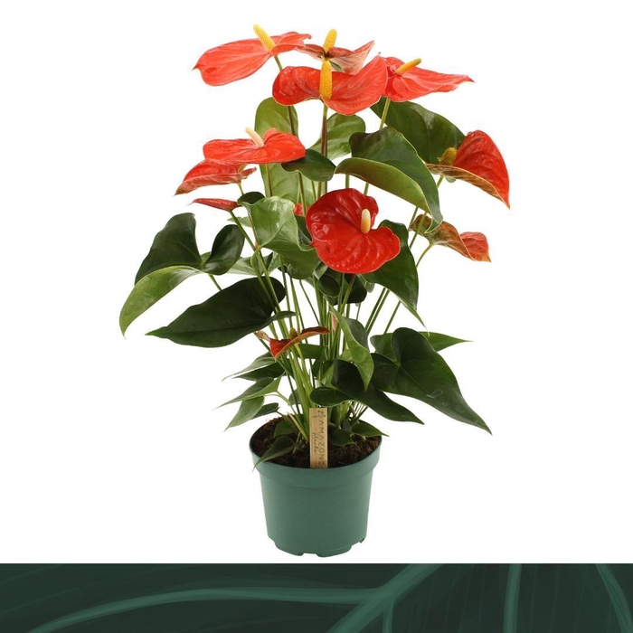 <h4>Anthurium Florida 17cm</h4>