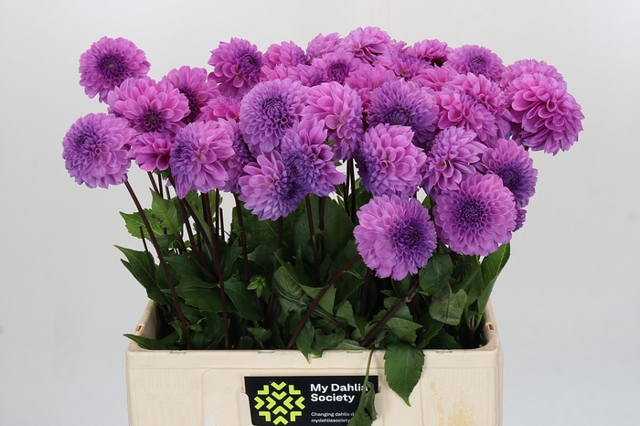 <h4>Dahlia Robann Regal</h4>