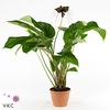 Tacca chantrieri