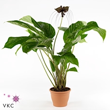 Tacca chantrieri